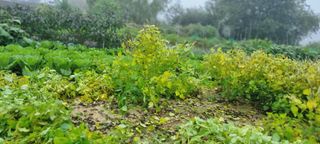 김순호님의 들깨 · 자유게시판 작성글 사진