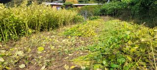 가짜농부님의 들깨 · 자유게시판 작성글 사진