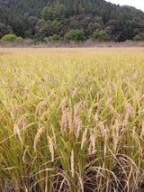 팜모닝 작목반 소개하고 지원받기·참여글 게시글 이미지