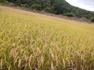 이연화님의 작목반 소개하고 지원받기 · 참여글 작성글 사진