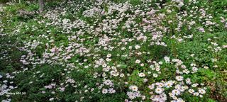 사천시향촌동 돼지띠님의 장터이야기 · 자유게시판 작성글 사진