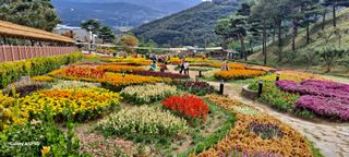 사천시향촌동 돼지띠님의 장터이야기 · 자유게시판 작성글 사진