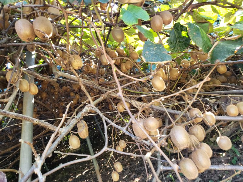 장터 상품 [그린키위 5키로] 썸네일