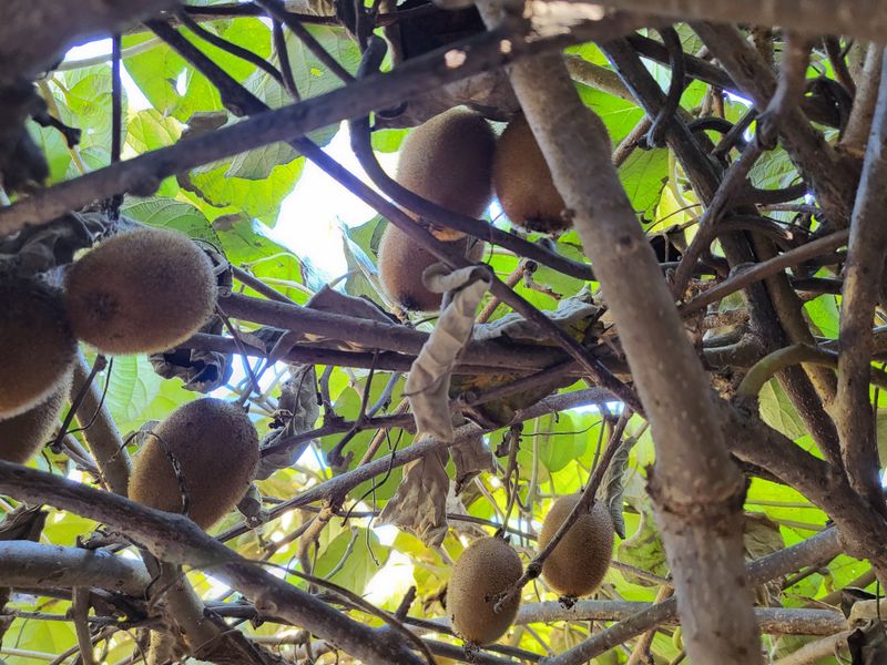 농부의아내님의 장터 판매 상품 [그린키위 5키로] 첨부 사진