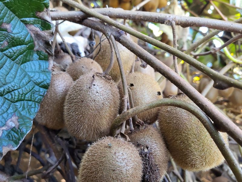 농부의아내님의 장터 판매 상품 [그린키위 5키로] 첨부 사진