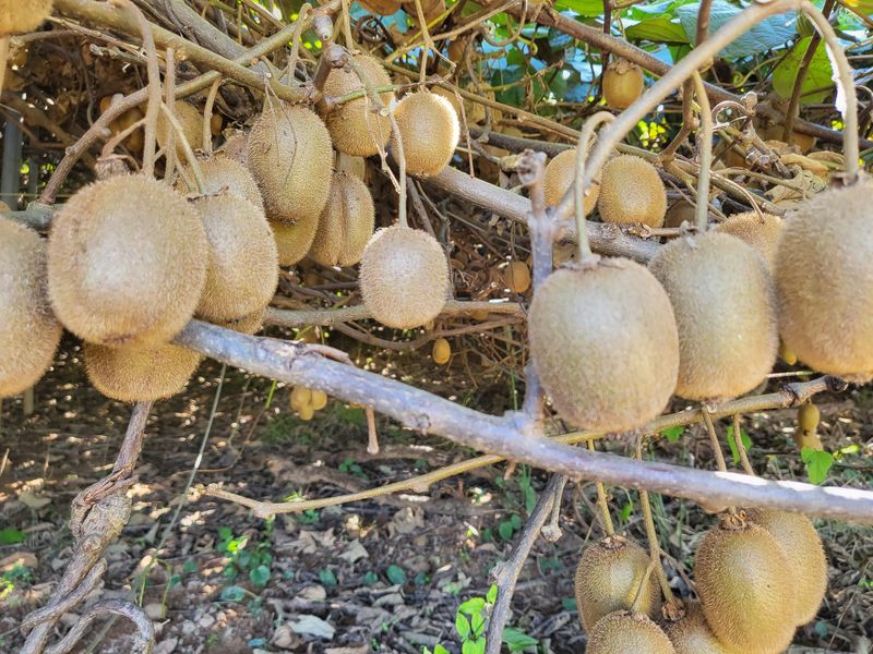 농부의아내님의 장터 판매 상품 [그린키위 5키로] 첨부 사진