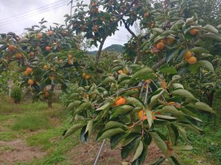 천승준님의 자유주제 · 자유게시판 작성글 사진