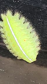 팜모닝 들깨·병해충상담 게시글 이미지