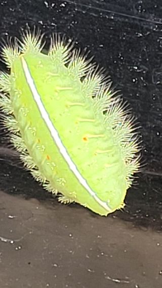 블랙타이거님의 들깨 · 병해충상담 작성글 사진