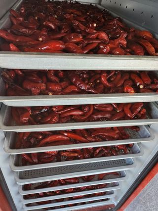 윤정숙님의 고추 · 영농일지 작성글 사진