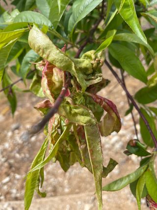김원섭님의 복숭아 · 병해충상담 작성글 사진