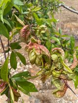 팜모닝 복숭아·병해충상담 게시글 이미지