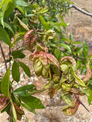 김원섭님의 복숭아 · 병해충상담 작성글 사진