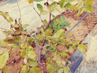 이수혁님의 팜모닝 병해충 연구회 · 병해충상담 작성글 사진