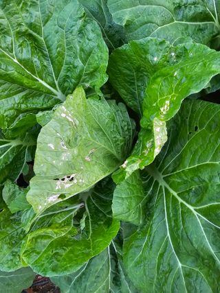 김도연님의 작목반 소개하고 지원받기 · 참여글 작성글 사진