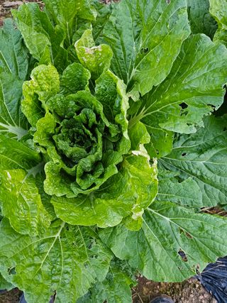 김도연님의 작목반 소개하고 지원받기 · 참여글 작성글 사진