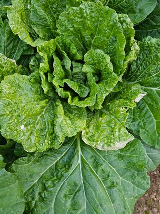 김도연님의 작목반 소개하고 지원받기 · 참여글 작성글 사진