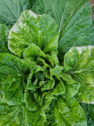 김도연님의 작목반 소개하고 지원받기 · 참여글 작성글 사진