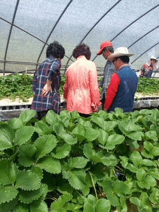 청도달콤한딸기님의 작목반 소개하고 지원받기 · 참여글 작성글 사진