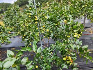 이덕수님의 자유주제 · 자유게시판 작성글 사진