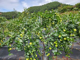 이덕수님의 자유주제 · 자유게시판 작성글 사진