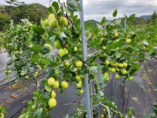 이덕수님의 자유주제 · 자유게시판 작성글 사진
