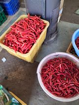 팜모닝 고추·영농일지 게시글 이미지