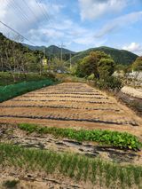 팜모닝 마늘·파종작업 게시글 이미지