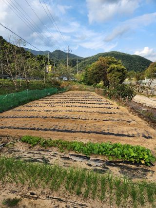 풀빛정원님의 마늘 · 파종작업 작성글 사진