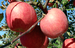 탑이엔씨님의 작목반 소개하고 지원받기 · 참여글 작성글 사진