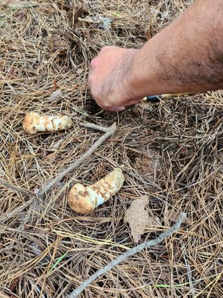 도상길님의 버섯 · 일상 작성글 사진