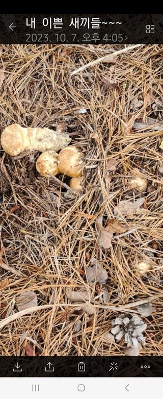 도상길님의 버섯 · 일상 작성글 사진