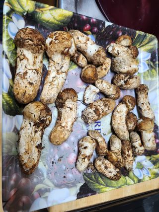 도상길님의 버섯 · 일상 작성글 사진