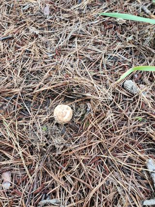 도상길님의 버섯 · 일상 작성글 사진