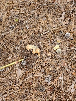 도상길님의 버섯 · 일상 작성글 사진