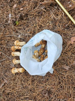 도상길님의 버섯 · 일상 작성글 사진