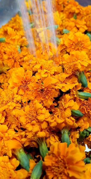 대박차 농장님의 작목반 소개하고 지원받기 · 참여글 작성글 사진