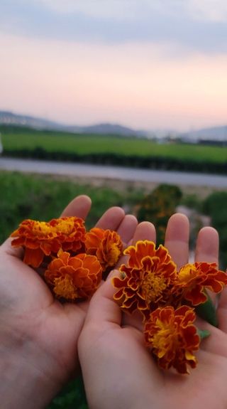 대박차 농장님의 작목반 소개하고 지원받기 · 참여글 작성글 사진