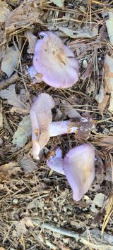 팜모닝 버섯·수확 게시글 이미지