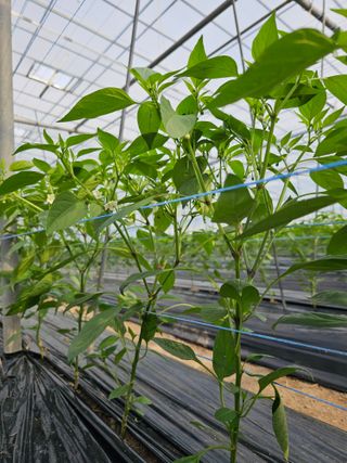 신재용님의 고추 · 지주설치•유인•성장 작성글 사진