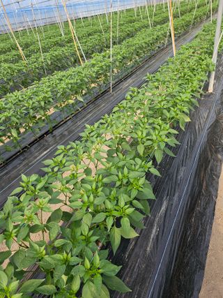 신재용님의 고추 · 지주설치•유인•성장 작성글 사진