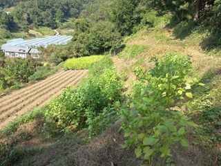 사무니님의 고구마 · 영농일지 작성글 사진