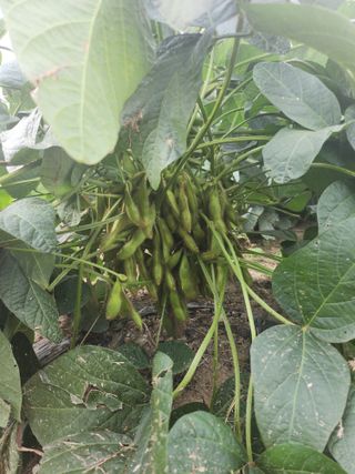 참가죽님의 콩 · 자유게시판 작성글 사진