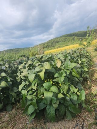참가죽님의 콩 · 자유게시판 작성글 사진