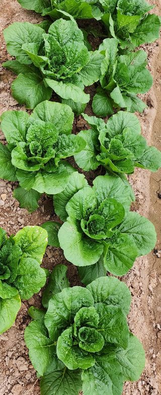 농업을꿈꾸다님의 작목반 소개하고 지원받기 · 참여글 작성글 사진