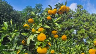 오정현님의 귤 · 일상 작성글 사진