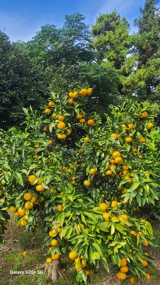 오정현님의 귤 · 일상 작성글 사진