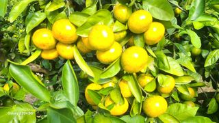 오정현님의 귤 · 일상 작성글 사진