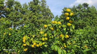 오정현님의 귤 · 일상 작성글 사진