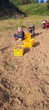 팜모닝 고구마·영농일지 게시글 이미지